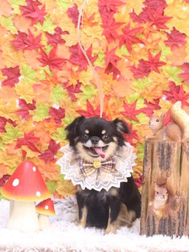 20241130ルナちゃん